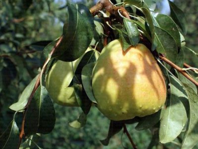 Armut Fidanı